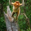 Kahau nosaty - Nasalis larvatus - Proboscis Long-nosed Monkey o8494